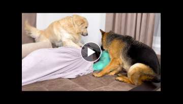 Golden Retriever and German Shepherd Wake Me Up Golden Retriever and German Shepherd Wake Me Up