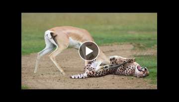 WORLD’S FASTEST ANIMALS FAIL! Grant’s Gazzele Take Down Cheetah With Horns, Lion Hunt Imapala...