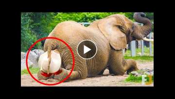 10 Crazy Ways Animals Give Birth