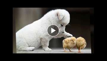 Adorable Puppy Playing with Baby Chicks Will Make You Feel Better Adorable Puppy Playing with Baby Chicks Will Make You Feel Better