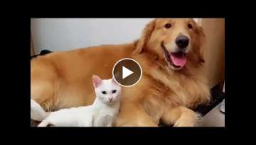 Sweet Cat Protecting His Golden Dog Friend
