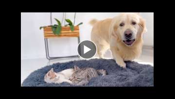 Golden Retriever Shocked by a Kittens occupying his bed!