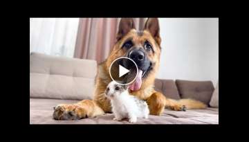 German Shepherd Loves Baby Bunny German Shepherd Loves Baby Bunny