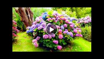 How to make your hydrangeas gorgeous and lush - spring pruning and fertilizing.