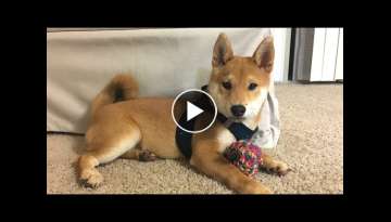 A Story About Puppy Growing Up (8 weeks to one year) | Super Shiba