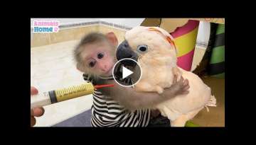 Smart BiBi helps dad feed baby parrots