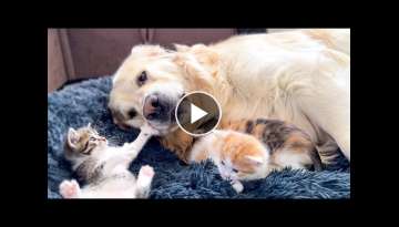 Poor Golden Retriever Was Attacked by Tiny Kittens in a Dog Bed Poor Golden Retriever Was Attacked by Tiny Kittens in a Dog Bed