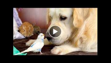 Golden Retriever who knows how to make Friends with Small Pets!