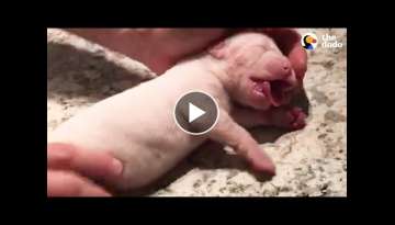Guy Revives Tiny Puppy With CPR Guy Revives Tiny Puppy With CPR