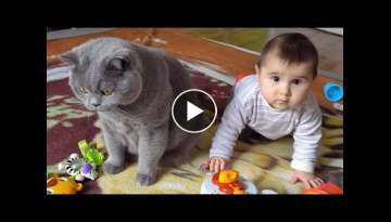 British Shorthair Cat vs Baby