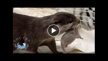 Baby Otter Moves Out DAY 1