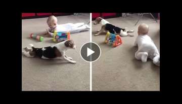 Adorable Dog Teaches Baby To Crawl Adorable Dog Teaches Baby To Crawl
