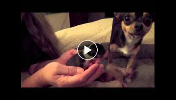 Bess' Chihuahua Puppies Bess' Chihuahua Puppies