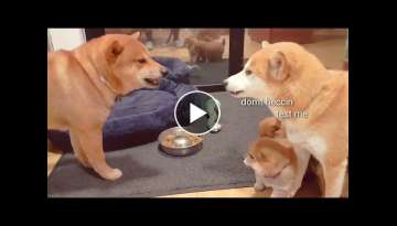 Daddo got mom very A M G E R Y / Shiba Inu puppies (with captions) Daddo got mom very A M G E R Y / Shiba Inu puppies (with captions)