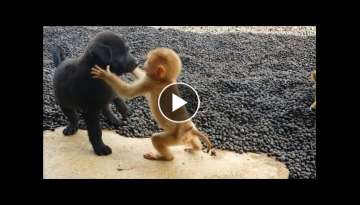 Cute baby monkey relax and play happily with 2 puppies Cute baby monkey relax and play happily with 2 puppies