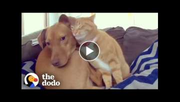 Hidden Camera Catches Cat Comforting Anxious Dog While Family's Away Hidden Camera Catches Cat Comforting Anxious Dog While Family's Away