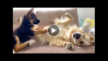 Golden Retriever and German Shepherd Puppy Play as Best Friends!