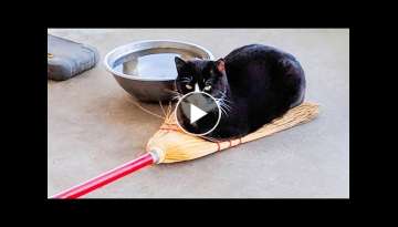 You Definitely Laugh, I Believe In It - Funniest Cats Expression Video - Funny Cats Life You Definitely Laugh, I Believe In It - Funniest Cats Expression Video - Funny Cats Life
