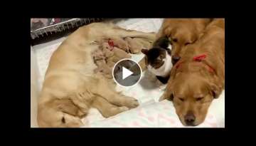 Cute Golden Retrievers and Cat Comforts Newborn Puppies