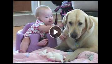 yellow lab and baby