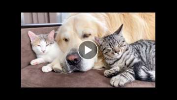 What does a Golden Retriever and Kittens sleep look like