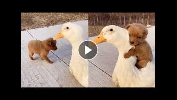 Adorable Puppy Loves Its Duck Buddy