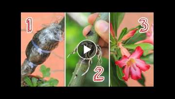 How to reproduce DESERT ROSE and make it FLOWER