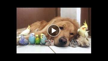 Cute Parrots Videos Compilation cute moment of the animals - Soo Cute!