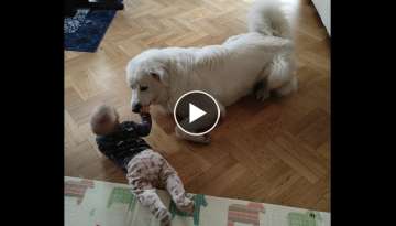 A tiny child and a big dog (Tatra Sheepdog) A tiny child and a big dog (Tatra Sheepdog)