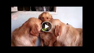 These golden retrievers will make you laugh your HEAD OF - Funny dog compilation These golden retrievers will make you laugh your HEAD OF - Funny dog compilation