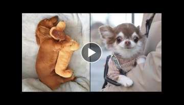 AWW CUTE BABY ANIMALS Videos Compilation cutest moment of the animals AWW CUTE BABY ANIMALS Videos Compilation cutest moment of the animals