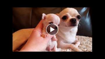 Micro Mini Me! - Chihuahua Micro Mini Me! - Chihuahua
