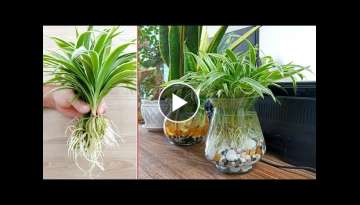 Spider rope indoor plants, a plant with great healing properties