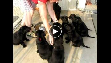 Ten Lab Puppies Sit and Wait for Food