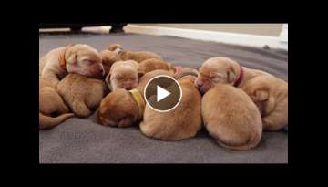 5 DAY OLD LABRADOR PUPPIES!
