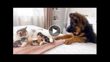 German Shepherd Puppy Meets Mom Cat with Newborn Kittens for the First Time German Shepherd Puppy Meets Mom Cat with Newborn Kittens for the First Time