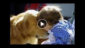 Golden Retriever Dog And Baby Are Best Friend - Cute Dogs Love Babies Compilation