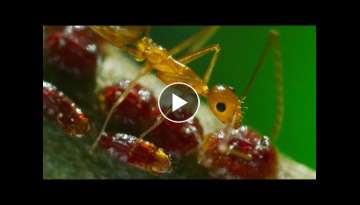 Yellow Crazy Ants Kill Red Crab