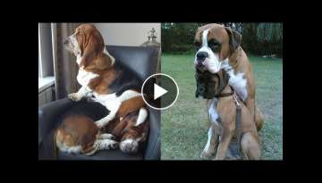 GET READY for LAUGHING CAN'T STOP - Super FUNNY & HILARIOUS DOGS video GET READY for LAUGHING CAN'T STOP - Super FUNNY & HILARIOUS DOGS video