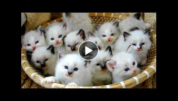 The funniest animals / Fun with cats and dogs 2022