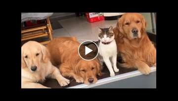 Golden Retrievers And Cat Make The Perfect Family Golden Retrievers And Cat Make The Perfect Family