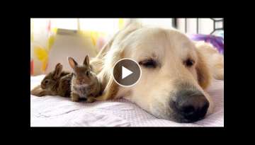 Golden Retriever and Baby Bunnies - Amazing Friendship