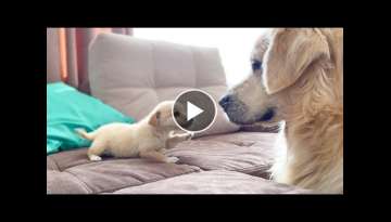 Golden Retriever Confused by new Puppy