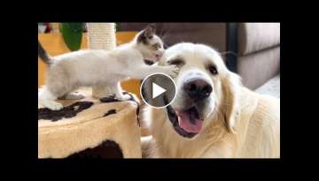 Golden Retriever wants to make friends with a Kitten Golden Retriever wants to make friends with a Kitten