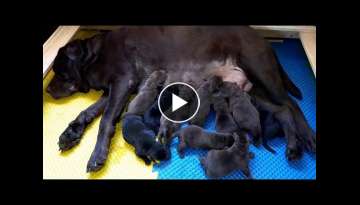 Os filhotes da Ravena com o Apache nasceram! Labrador Retriever Os filhotes da Ravena com o Apache nasceram! Labrador Retriever