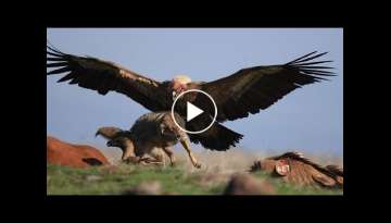 AMAZİNG! HOW IS THIS EAGLE HUNT?