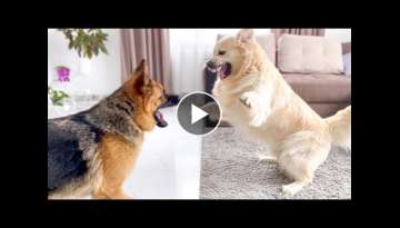 Golden Retriever and German Shepherd are Playing Golden Retriever and German Shepherd are Playing