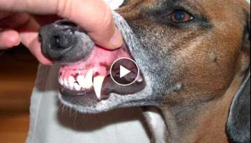 How many teeth do dogs have when they are born?