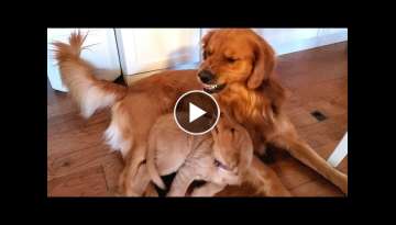 Golden Retriever Dad Tells Daughter Playtime is Over Golden Retriever Dad Tells Daughter Playtime is Over