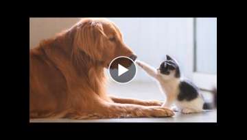 Cute Dogs And Cats That Will Make You Go Aww - CATS AND DOGS Friendship
